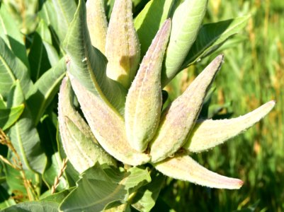 Showy milkweed (Aesclepias speciosa) at Seedskadee National Wildlife Refuge photo