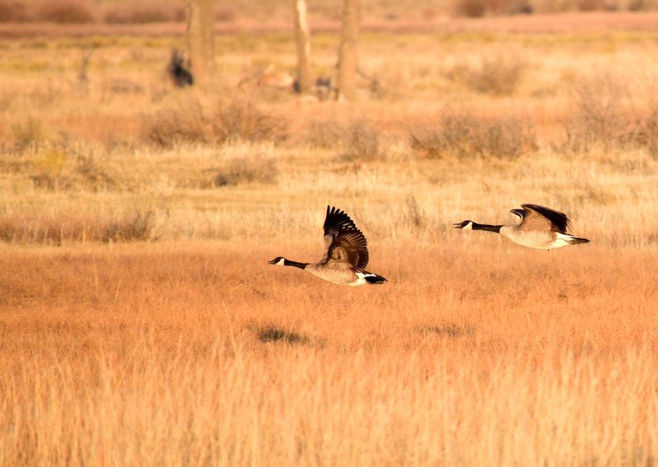 Canada geese on Seedskadee National Wildlife Refuge