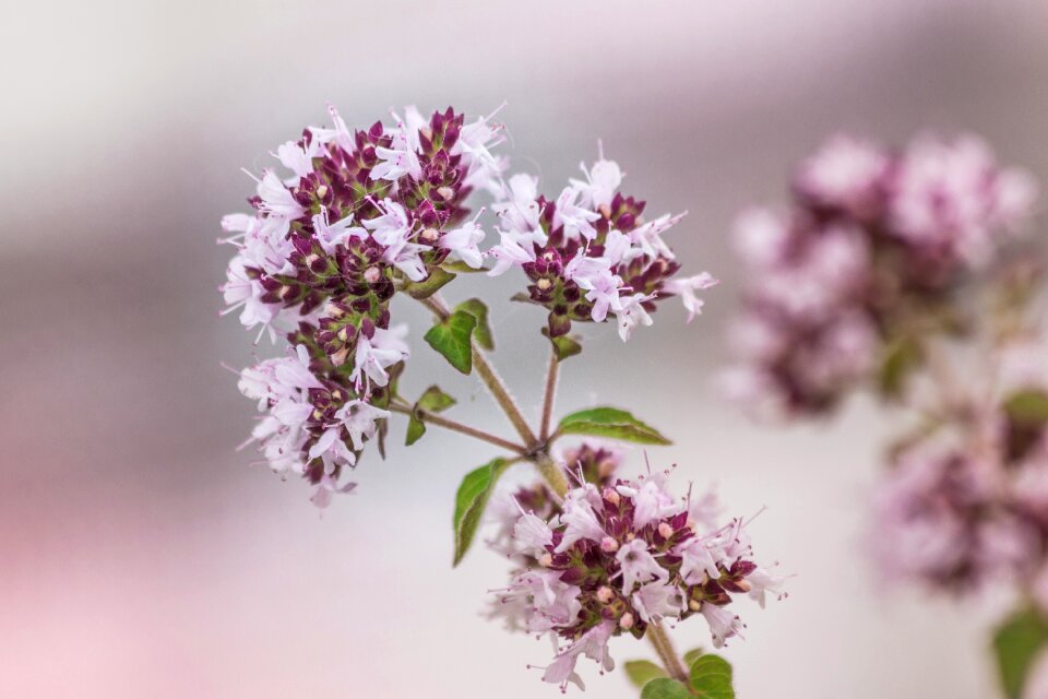 Nature flower plant