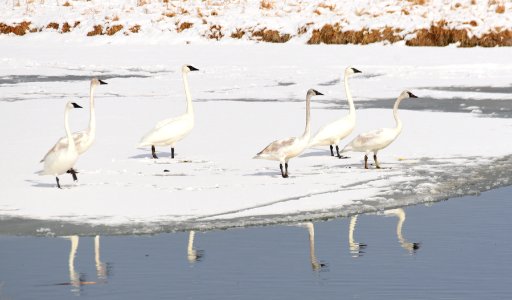 bird trumpeter swan on Seedskadee NWR 1237
