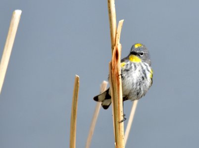 bird yellow rumped warbler on Seedskadee NWR 53 photo