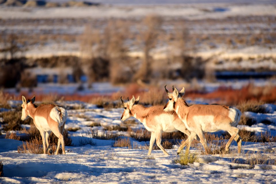 Pronghorn on Seedskadee National Wildlife Refuge