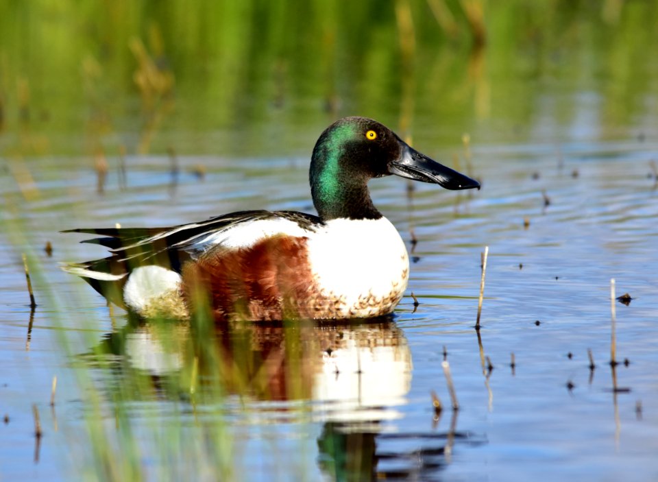 Northern shoveler at Seedskadee National Wildlife Refuge