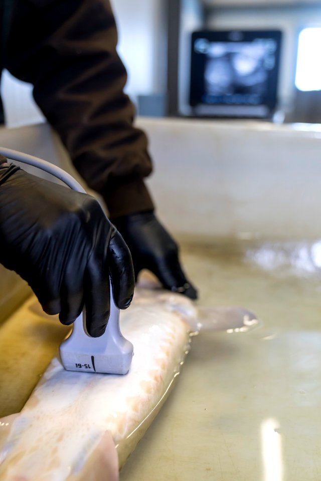 Pallid Sturgeon Ultrasound 3 photo