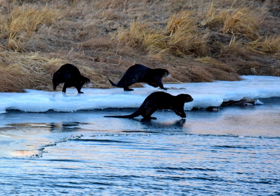 North American river otters at Seedskadee National Wildlife Refuge