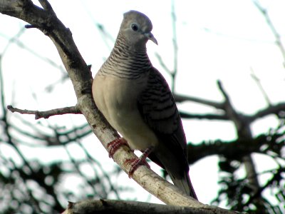 Peaceful Dove (Geopelia placida)