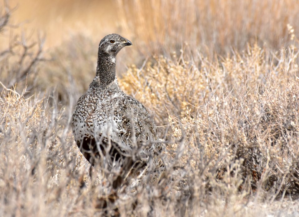 Greater sage-grouse at Seedskadee National Wildlife Refuge