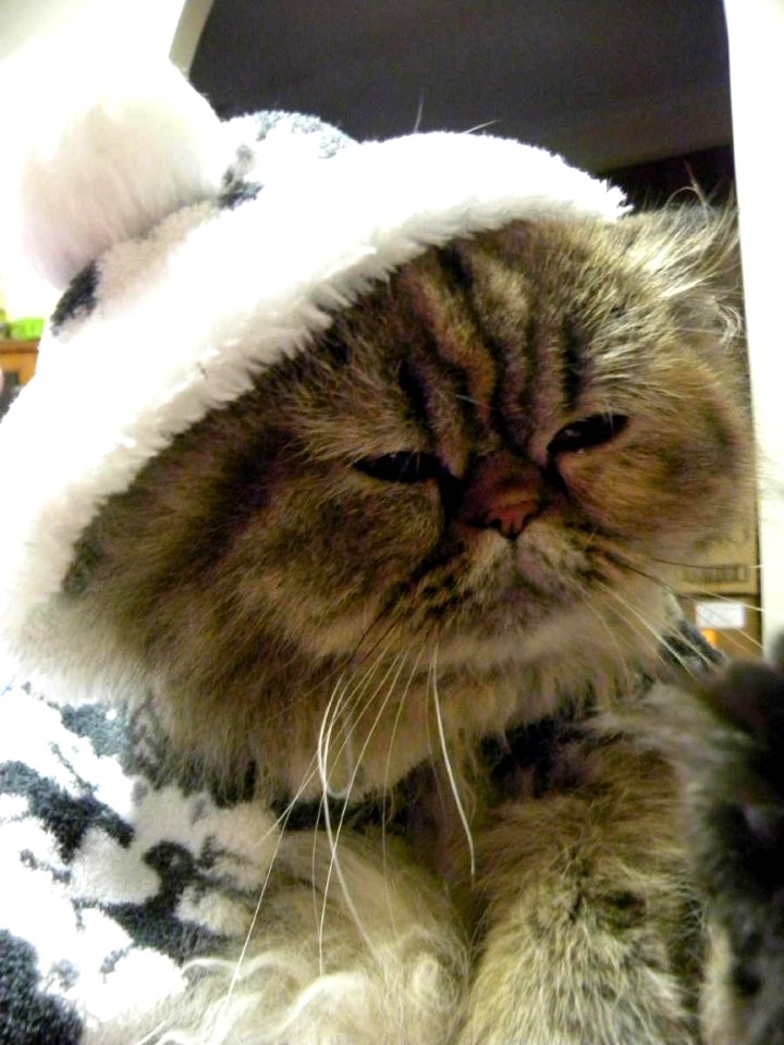 "This is just humiliating!" says Cinnamon in a winter coat