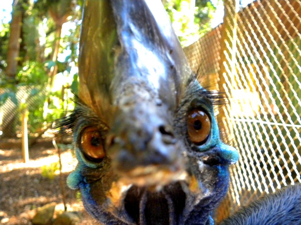 Southern Cassowary (Casuarius casuarius) photo