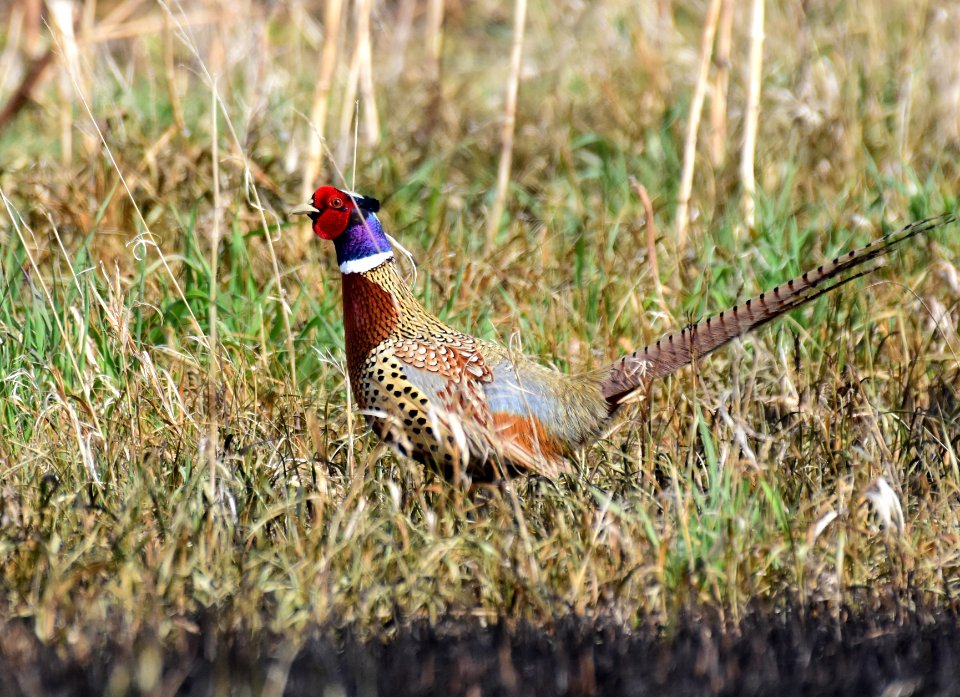Ring-necked pheasant at LaCreek National Wildlife Refuge