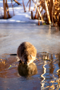 Muskrat photo