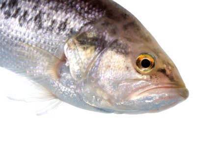 Largemouth Bass (Micropterus salmoides) photo