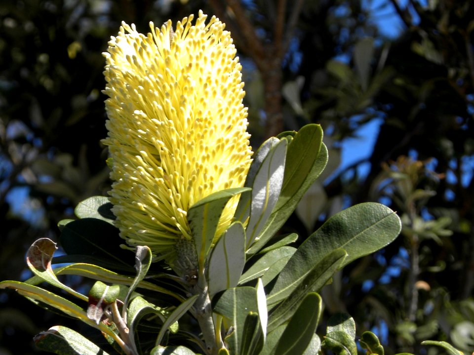 Australian native flower in Spinnaker Park