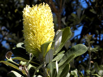 Australian native flower in Spinnaker Park