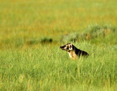 American badger at Arapaho National Wildlife Refuge