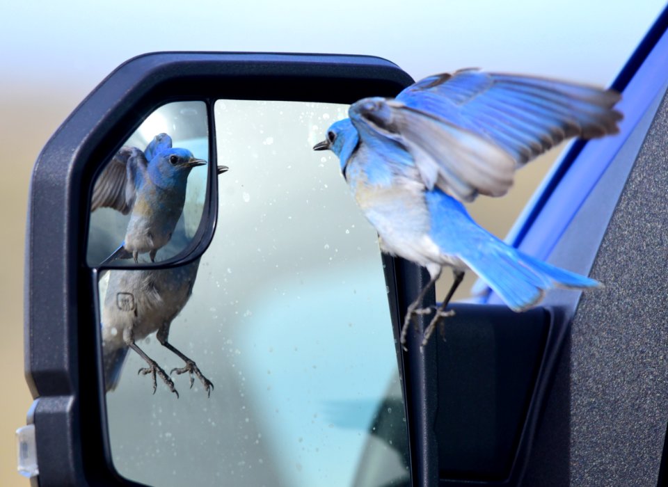 Mountain bluebird at Seedskadee National Wildlife Refuge