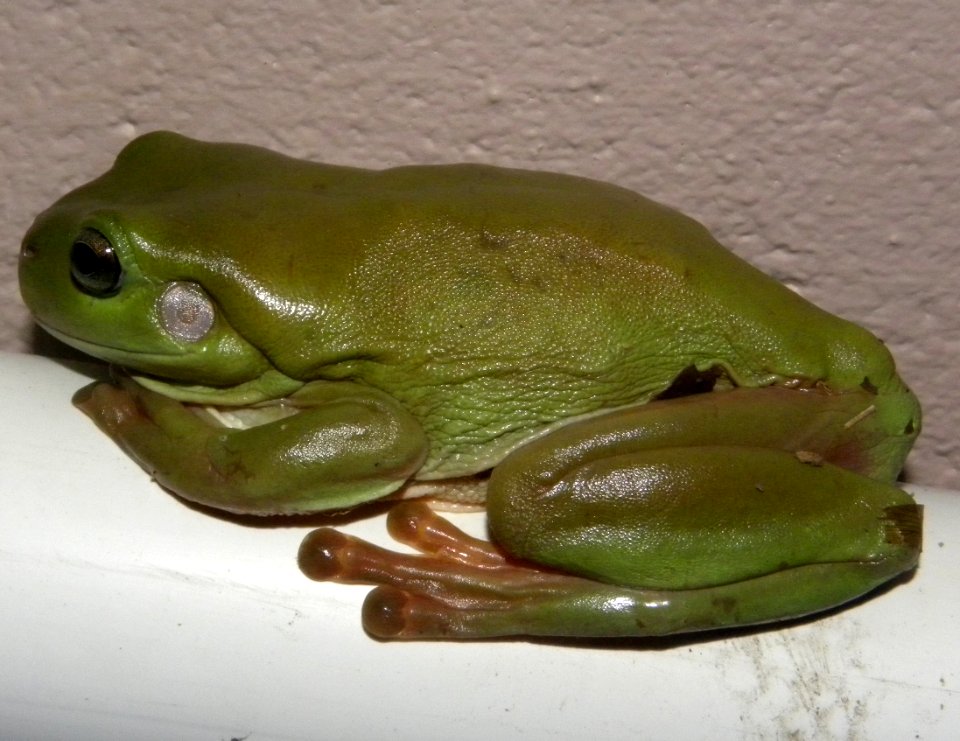 Australian Green Tree Frog (Litoria caerulea)