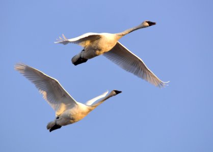 Trumpeter swans at Seedskadee National Wildlife Refuge