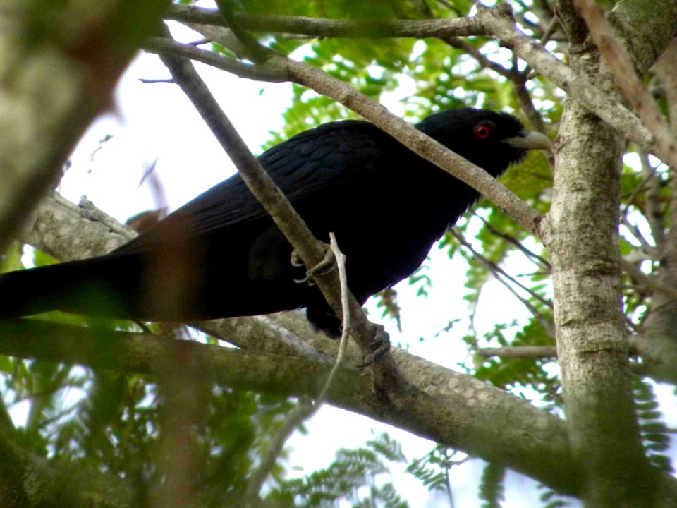 Common Koel or Storm bird (male)