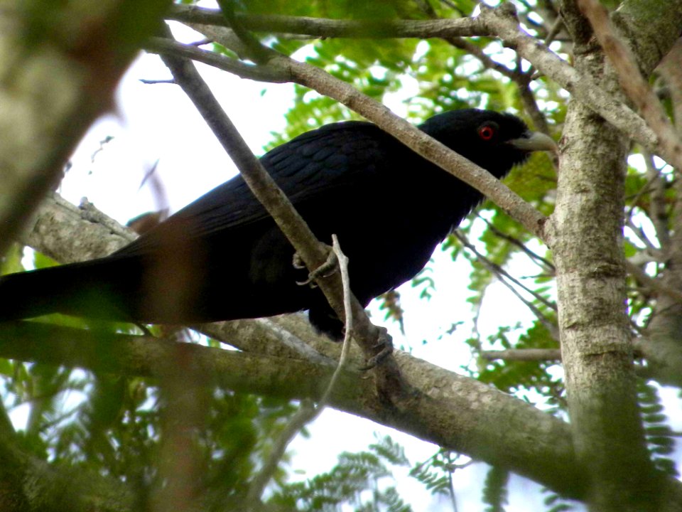 Common Koel or Storm bird (male) photo