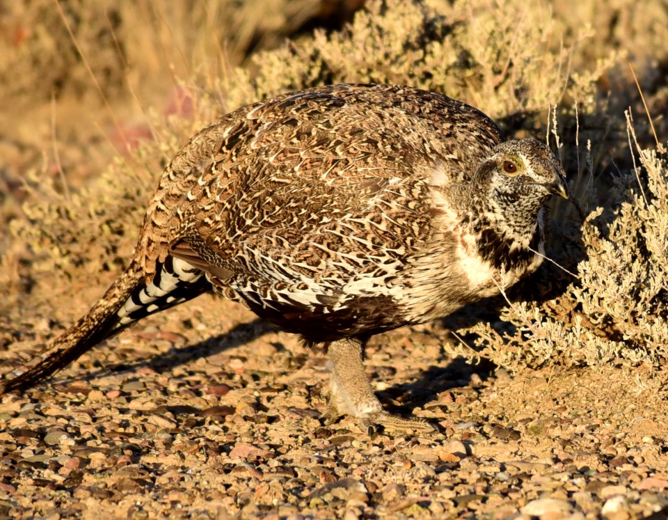Greater sage-grouse at Seedskadee National Wildlife Refuge