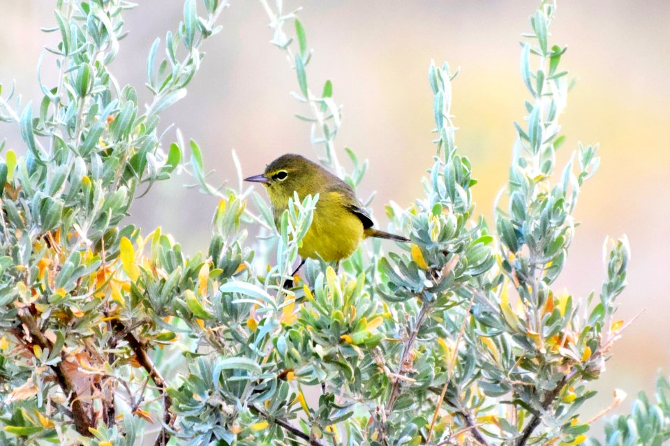 Orange-crowned warbler