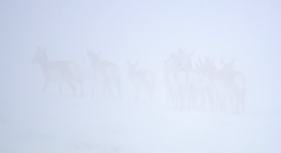 Pronghorn in the snow and fog at Seedskadee National Wildlife Refuge