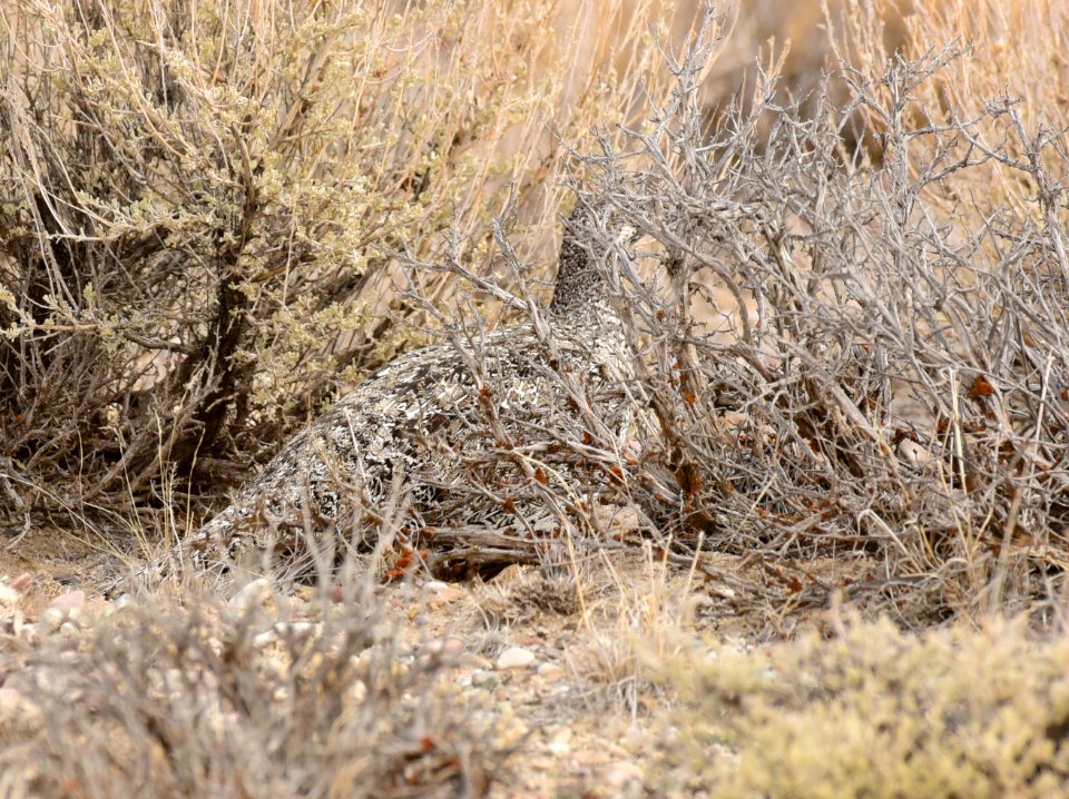 Greater sage-grouse at Seedskadee National Wildlife Refuge