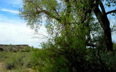 Cottonwood (Populus sp)