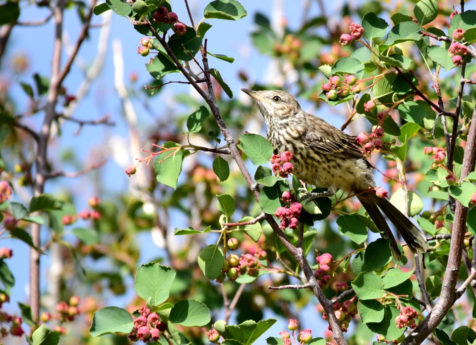 Sage thrasher at Seedskadee National Wildlife Refuge
