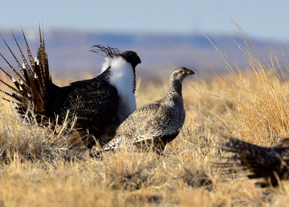 Greater sage-grouse near Seedskadee National Wildlife Refuge