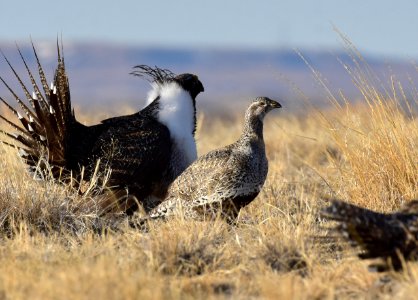 Greater sage-grouse near Seedskadee National Wildlife Refuge