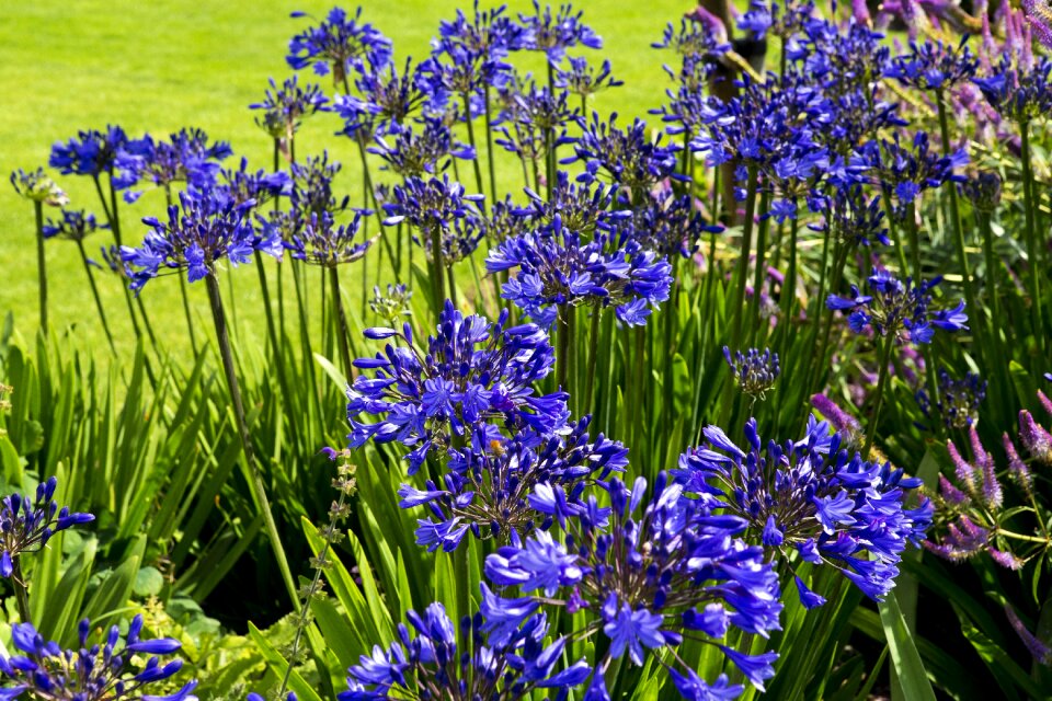 Agapanthus flowers deep blue rhs hyde hall garden