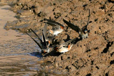 Cliff swallows