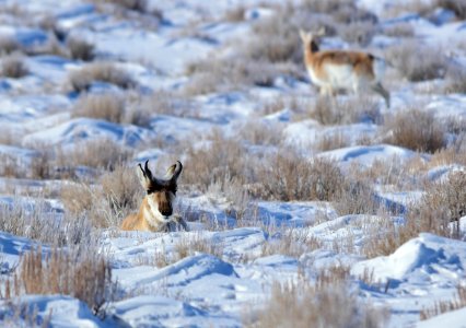 Pronghorn at Seedskadee National Wildlife Refuge