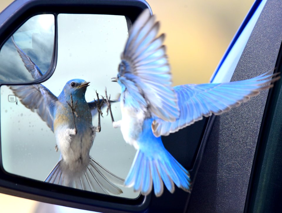 Mountain bluebird at Seedskadee National Wildlife Refuge