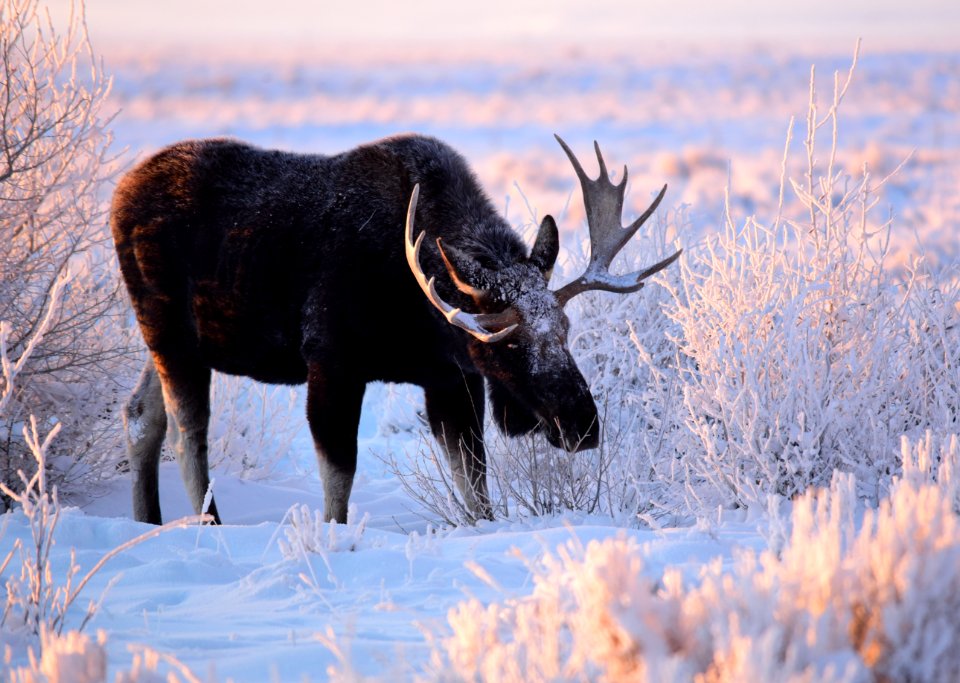 Moose at Seedskadee National Wildlife Refuge