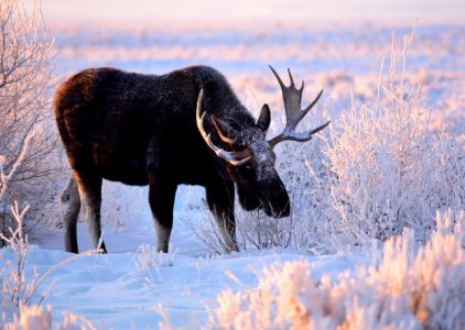 Moose at Seedskadee National Wildlife Refuge