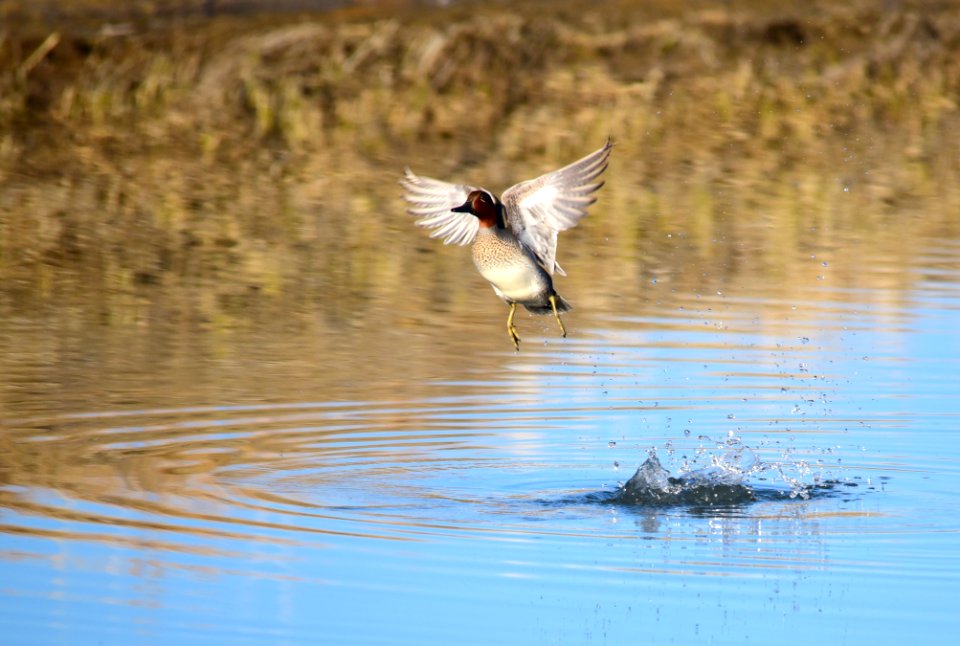Green-winged teal at Seedskadee National Wildlife Refuge