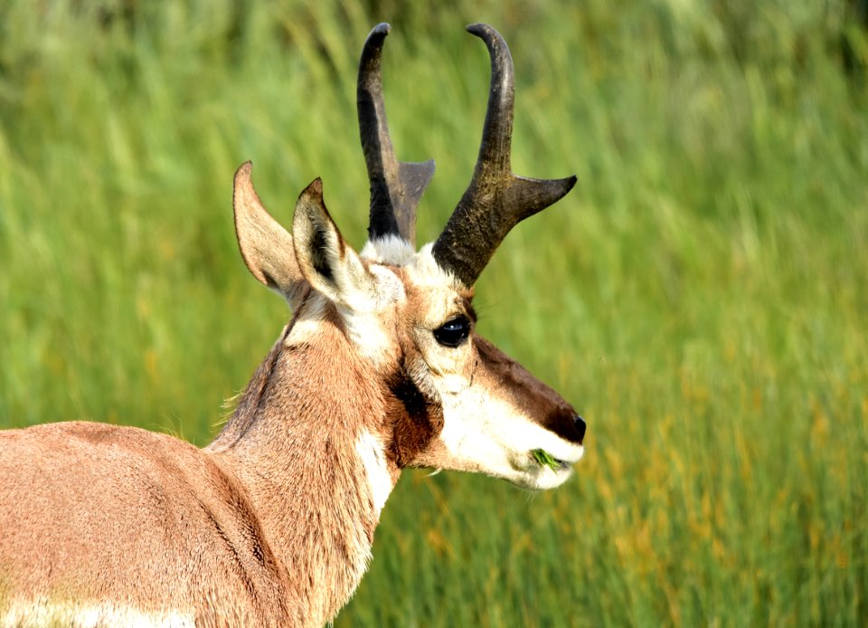 Pronghorn at Arapaho National Wildlife Refuge