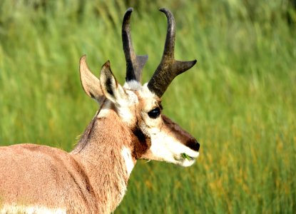 Pronghorn at Arapaho National Wildlife Refuge