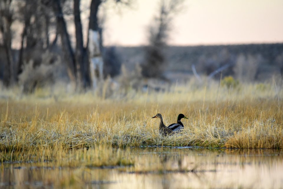 Mallard at Seedskadee National Wildlife Refuge
