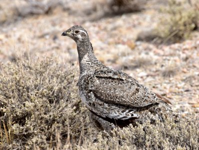 Greater sage-grouse at Seedskadee National Wildlife Refuge