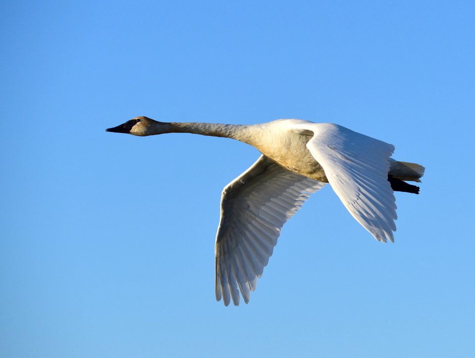 Trumpeter swan at Seedskadee National Wildlife Refuge