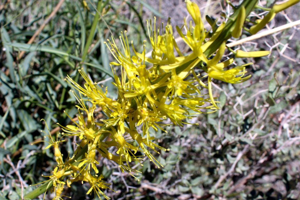 05-20-17 9529 Prince’s plume Stanleya pinnata