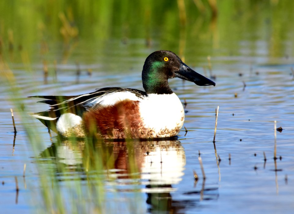 Northern shoveler at Seedskadee National Wildlife Refuge