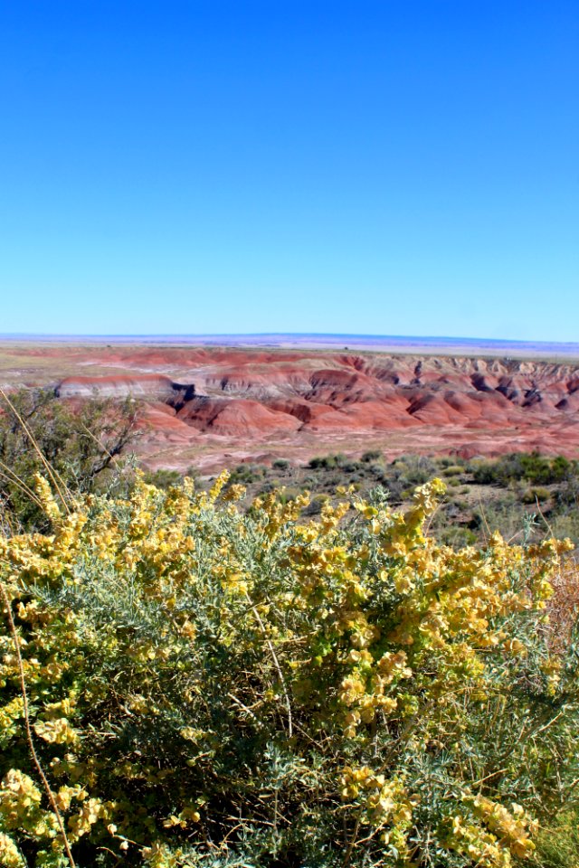 Four-wing saltbush (Atriplex canescens)