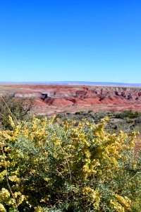 Four-wing saltbush (Atriplex canescens)