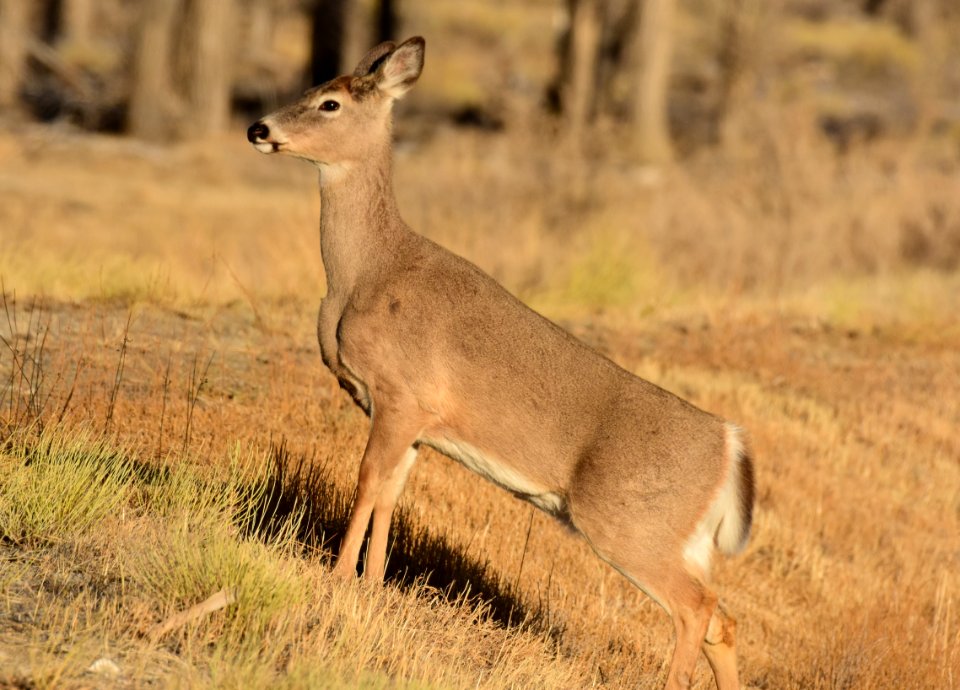 White-tailed deer at Seedskadee National Wildlife Refuge