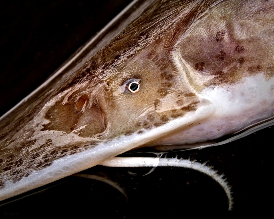 Pallid Sturgeon Close-up